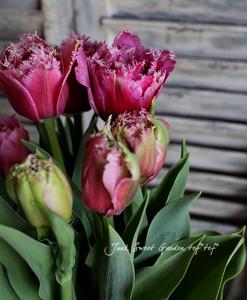 レースのような八重咲き Br フリンジ咲きチューリップ Br マスコット 5号鉢 すべての商品 Junk Sweet Garden Tef Tef