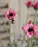 <i>Rhodanthemum</i><BR><BR>�������󥻥ޥ�<BR>�إޡ�����꡼��