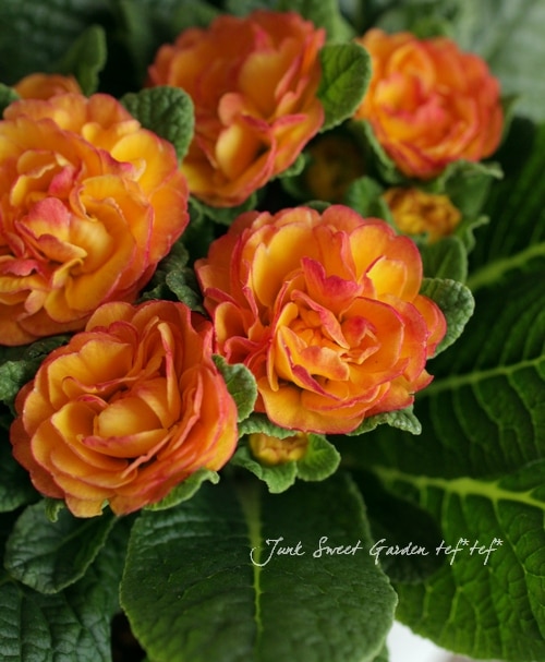 Primula ��Belarina�� ��߷�������Ȭ�ź餭�ץ���٥�꡼�ʡإͥ�������