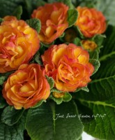 Primula ��Belarina�� <BR><BR>��߷�������Ȭ�ź餭�ץ���<BR>�٥�꡼�ʡإͥ�������