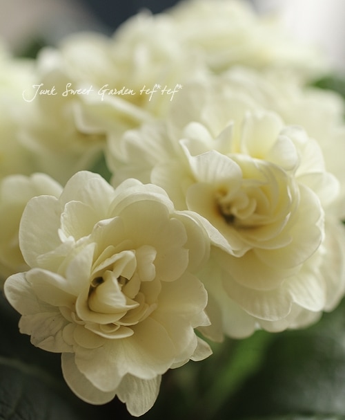 Primula ��Belarina�ɹ�߷�������Ȭ�ź餭�ץ���٥�꡼�ʡإ��꡼���