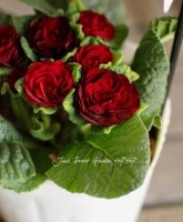 <i>Primula Belarina</i><BR><BR>Ȭ�ź餭�ץ���<BR>�٥�꡼�ʡ�blackred��