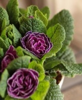 Primula ��Belarina��<BR><BR>��߷�������Ȭ�ź餭�ץ���<BR>�٥�꡼�ʡإ��᥸���ȥ�������