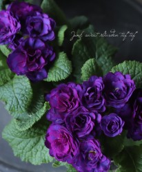 Ȭ�ź餭�ץ��顡�٥�꡼�ʡإ��Х�ȥ֥롼��