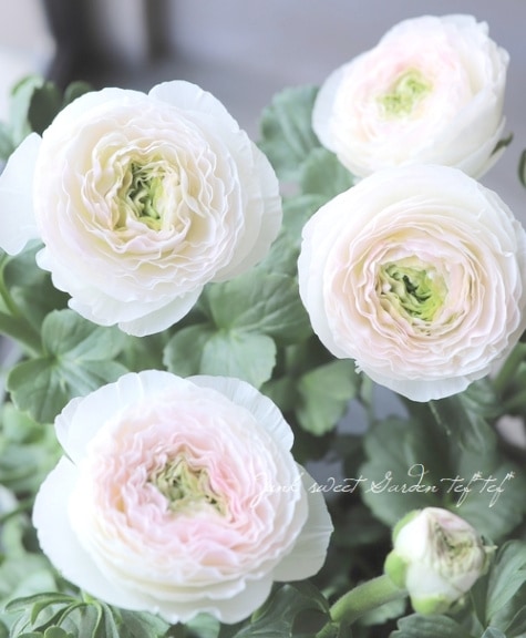 ����ݤ���Υ�ʥ󥭥�饹 �إ��ԥ���