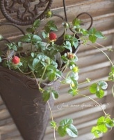 <i>Duchesnea indica</i><BR><BR>ɥͥ<BR>إǥ󥹥ȥ٥꡼