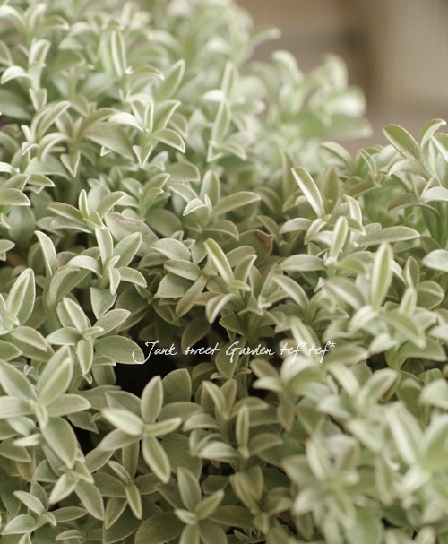 դäѤİإꥯꥵإȥΡ