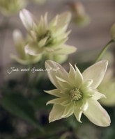 ��󥿥ʷϥ���ޥ���<BR>�إ������饤�ȡ�<BR>5���ץ�ȭ