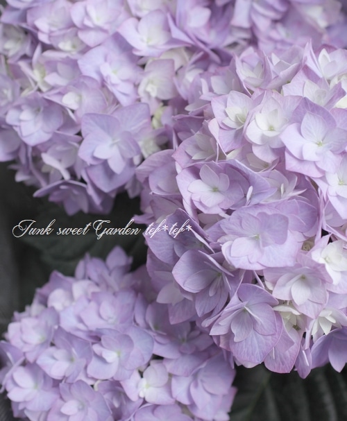 あじさい あじさい | Junk sweet Garden tef*tef*