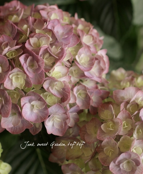 i>Hydrangea</i><BR><BR>八重咲きあじさい<BR>ポージーブーケ<BR