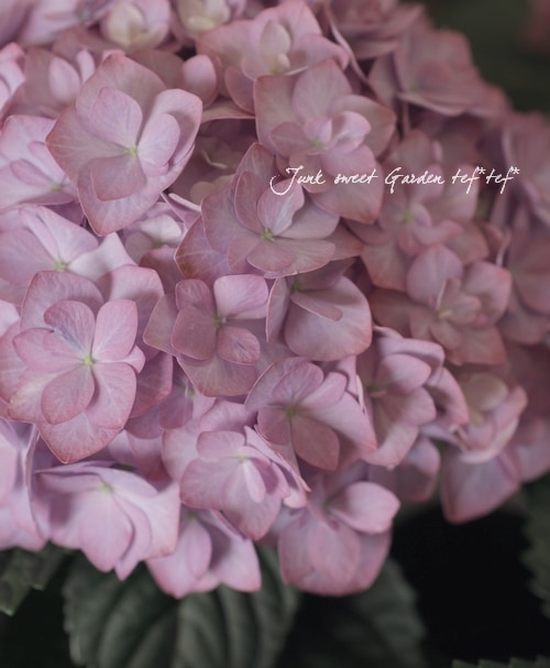 あじさいです あじさい花手水 | イベント | 【公式】長崎観光/旅行ポータルサイト