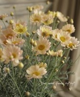 Argyranthemum frutescens<BR><BR>���Ѥ�ꤹ��ޡ�����åȡ�<BR>��߷������Ρ��إ��ץ�󥰥֡�����
