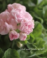 <i>Pelargonium graveolens</i><BR><BR>����˥���ߥ�ե������<BR>�Х�餭�إ������Хåɡ�