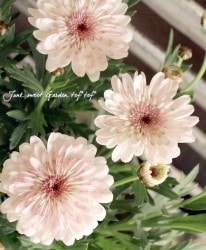 �ޡ�����å� �����⥳�١�