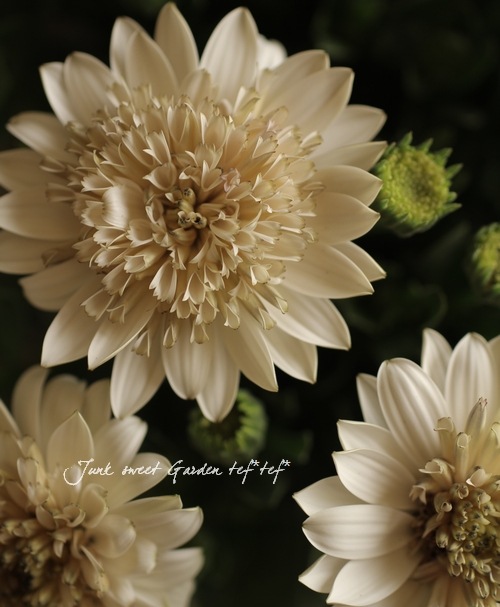 八重咲き！<BR>オステオスペルマム<BR>『ダブルブロンズ 』3.5寸