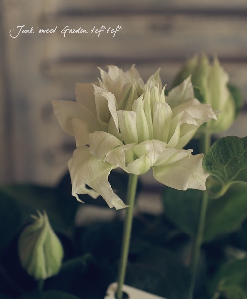 咲く 八重咲きクレマチス<BR>『アーティッククイーン・エビドウ』特大6号鉢