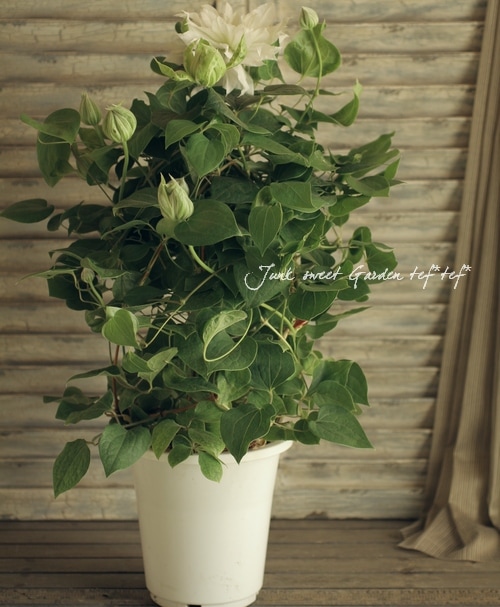 咲く 八重咲きクレマチス<BR>『アーティッククイーン・エビドウ』特大6号鉢