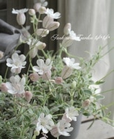 �����ꥷ��͡��إʥå����ۥ磻�ȡ�