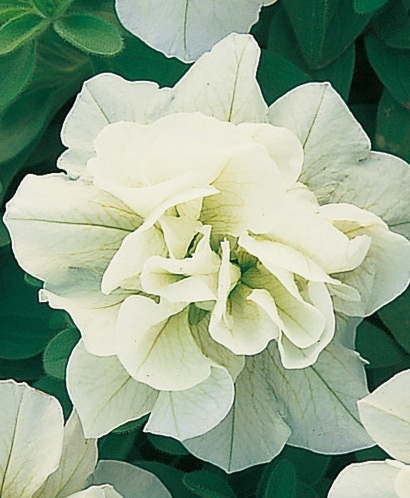 八重咲きペチュニア<BR>ドレスアップ『ライム』<BR>3寸 | すべての商品