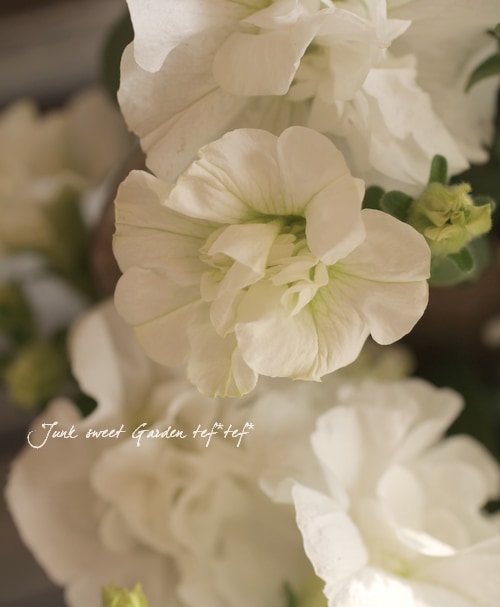 超多弁　ホワイト 変わり咲きビンカ(日々草)「エンジェルホワイト」(3.5号ポット)