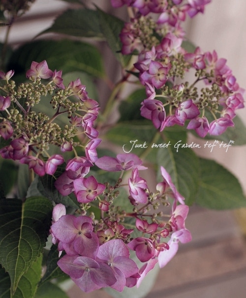 紫陽花　美品 Amazon.co.jp: あじさい 紫陽花 鉢植え アジサイ 5号鉢 … (響