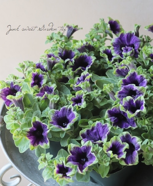 ゲブラさんオリジナル】 ペチュニア 『真輝-マサキ-』 | すべての商品