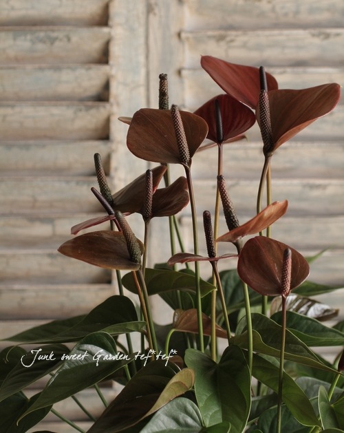 新葉画像追加 アンスリウム X-one 観葉植物 レア植物 大株 アンスリウム Anthurium 'Blue papillilaminum' × 'X-One' – RARE
