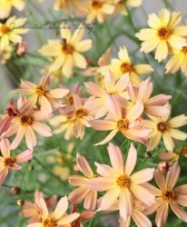 쥪ץ ɥ꡼ إ󥻥åȡ