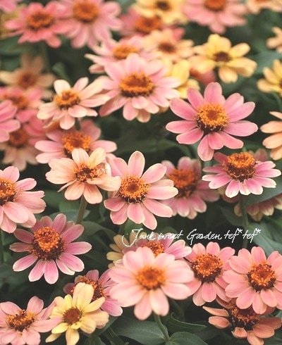 ジニア プロフュージョン アプリコット すべての商品 Junk Sweet Garden Tef Tef