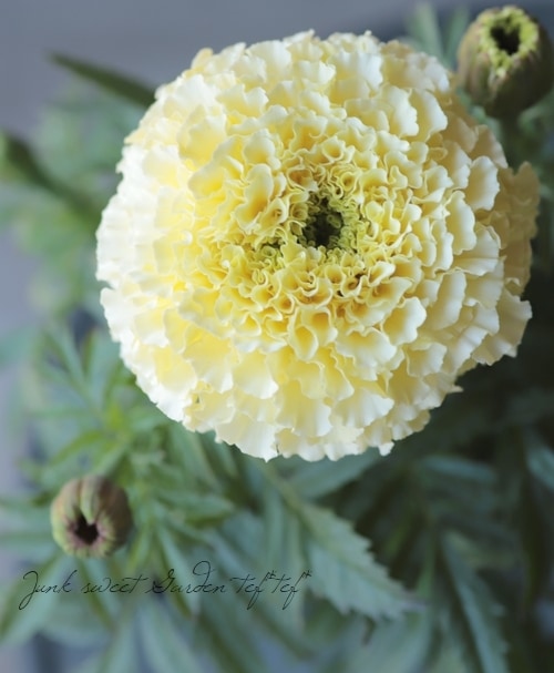 マリーゴールド ホワイトバニラ すべての商品 Junk Sweet Garden Tef Tef