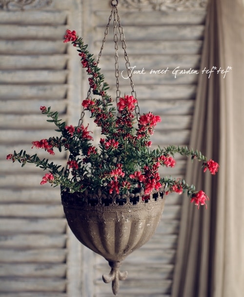 P3グレビレア ピンクサプライズ7号鉢大株170cm花芽付き