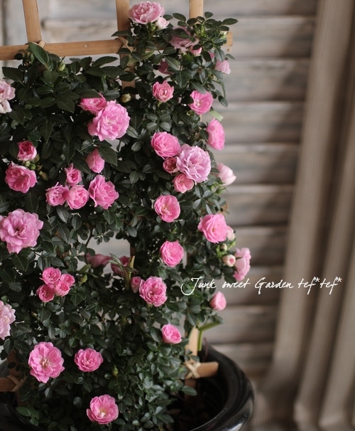 �Ĥ롩�ߥ˥Х���ʼ�̾Ĵ����٥ȥ�ꥹ��Ω�ơ�5��