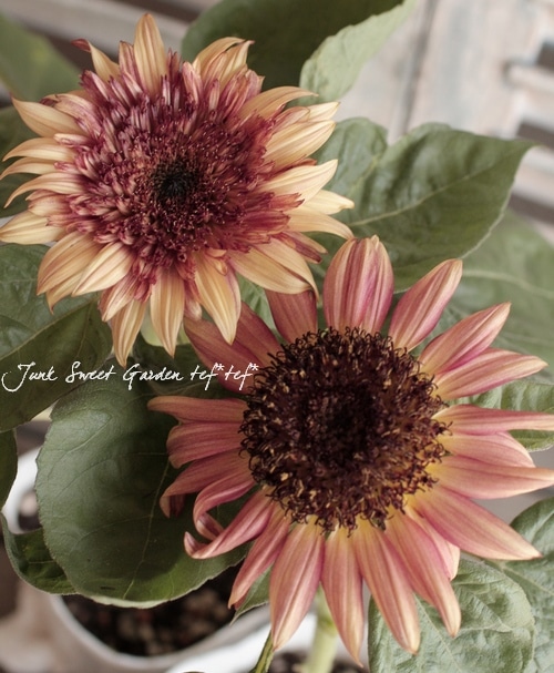 i>Helianthus annuus</i><BR><BR>アンティークカラー<BR>夏と
