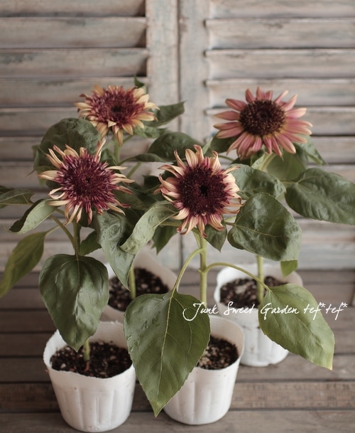 ひまわり 矮性ひまわり・F1セミドワーフオレンジマホガニーバイカラー