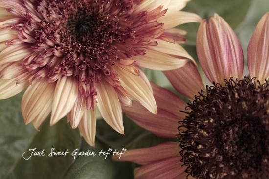 i>Helianthus annuus</i><BR><BR>アンティークカラー<BR>夏と言えば