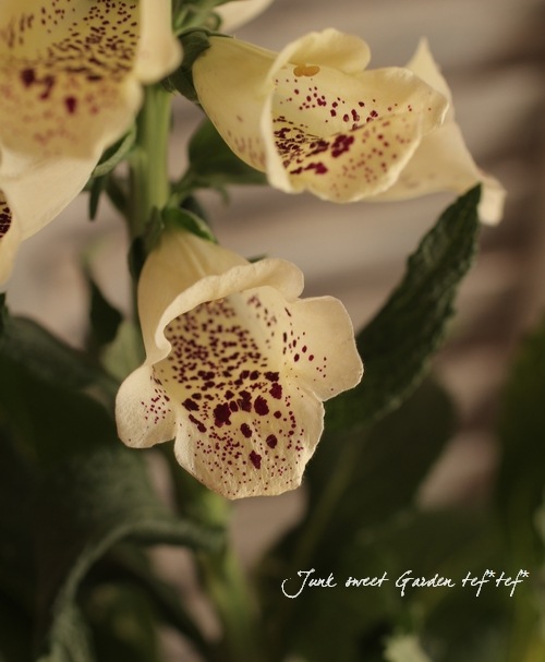 ���󥰥�å��奬���ǥ����ڤ˺餯�������ꥹ�إ��꡼���3.5��