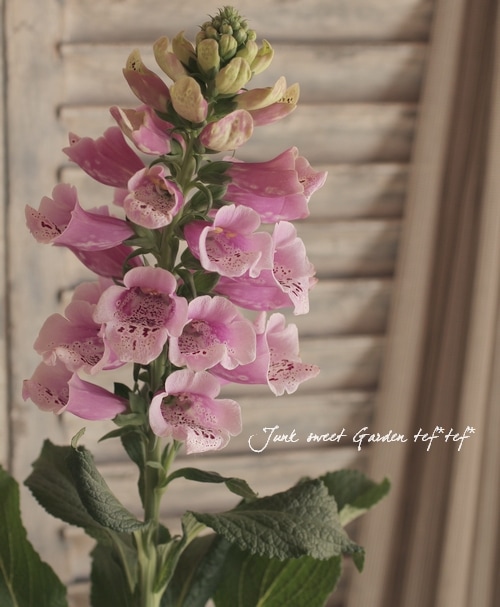 ���󥰥�å��奬���ǥ����ڤ˺餯�������ꥹ�إԥ󥯡�3.5��