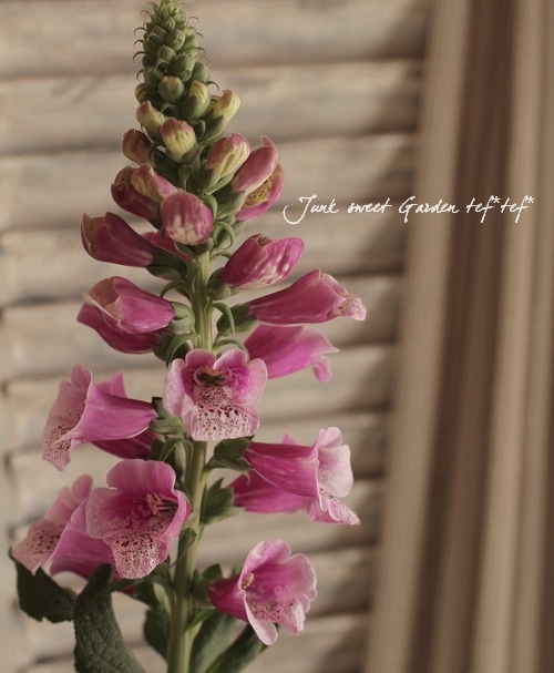 󥰥å奬ǥڤ˺餯ꥹإ3.5