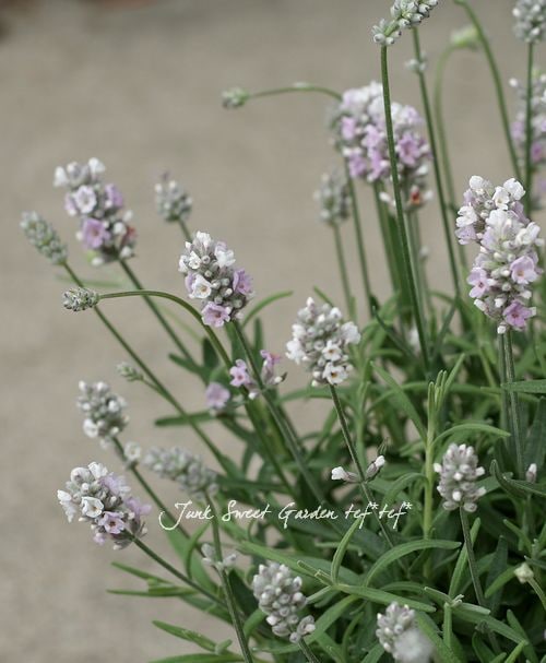 パーフェクトイングリッシュ 1000TH-WBK | PICKS | ACCESSORIES-PICKS | PRODUCTS | Ibanez guitars