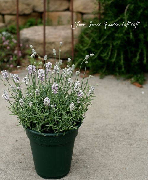 パーフェクトイングリッシュ 1000TH-WBK | PICKS | ACCESSORIES-PICKS | PRODUCTS | Ibanez guitars