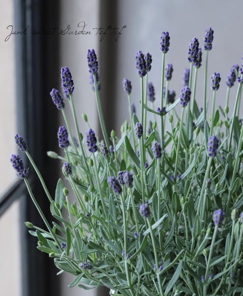 イングリッシュラベンダー アロマティコ ブルー すべての商品 Junk Sweet Garden Tef Tef