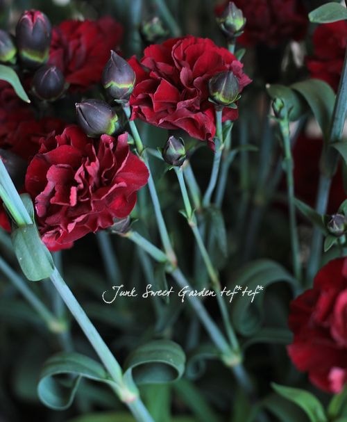 ガーデンカーネーション Br お庭に植えれる 赤黒花 Flower Species カーネーション Junk Sweet Garden Tef Tef