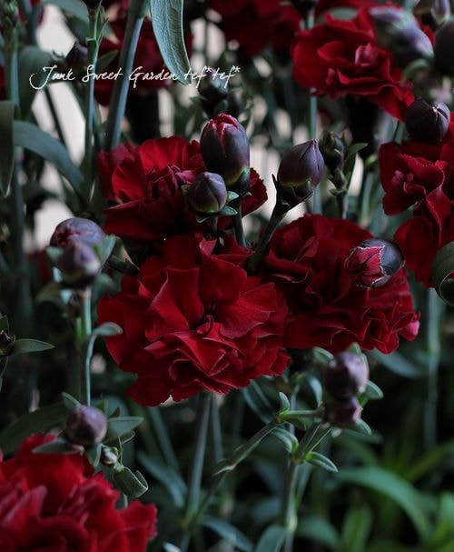 ガーデンカーネーション Br お庭に植えれる 赤黒花 Flower Species カーネーション Junk Sweet Garden Tef Tef ガーデンカーネーション Br お庭に植えれる 赤黒花 Flower Species カーネーション Junk Sweet Garden Tef Tef