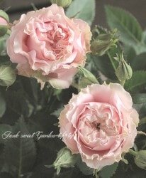 Flower Species,バラ苗 | Junk sweet Garden tef*tef*