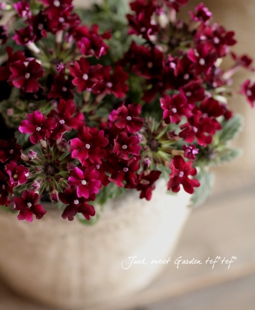 Verbena ��hybrida���å��ʲֿ��νɺ��С��٥ʡإ磻��롼�����