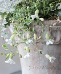 ����͡���˥ե����顡�إ���С�