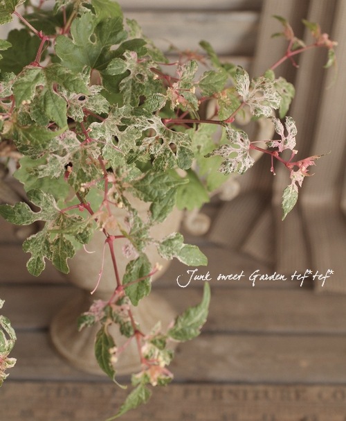ツル性落葉低木 Br 斑入り野ぶどう すべての商品 Junk Sweet Garden Tef Tef ツル性落葉低木 Br 斑入り野ぶどう すべての商品 Junk Sweet Garden Tef Tef