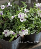 �ϥ�ǥ��󤵤�Υ����ʡ��ȥ�˥��إۥ磻�ȥ١����