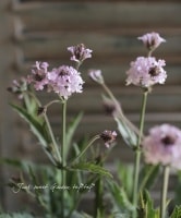 <i>Verbena rigida</i><BR><BR>�С��٥ʡ��ꥮ��<BR>�إݥ�ꥹ�١���ԥ󥯲�