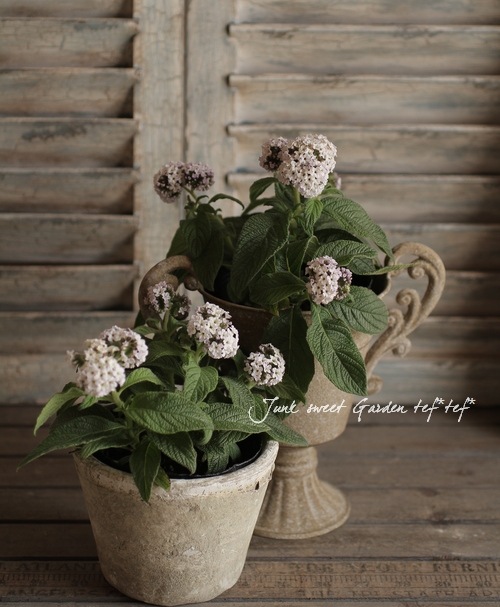 天然香料希少天然香水ヘリオトロープ